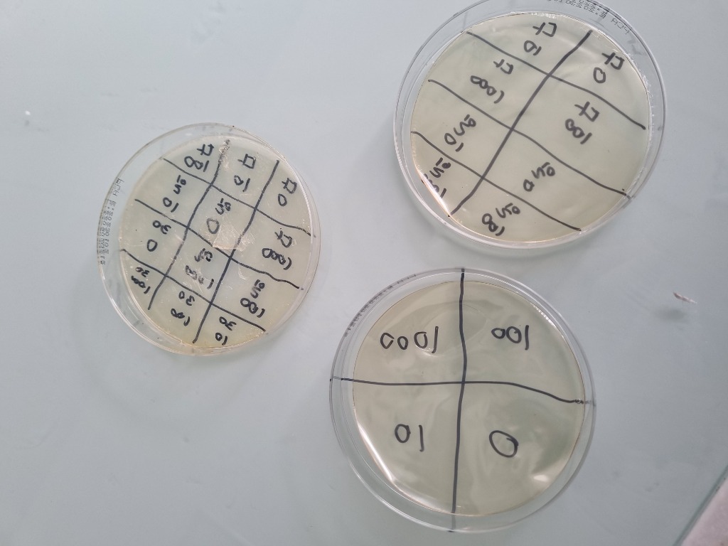 배지 배양 결과 사진